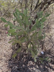Opuntia dejecta