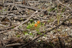 Pleurophascum occidentale