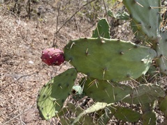 Opuntia dejecta