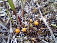 Pleurophascum occidentale