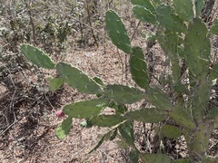 Opuntia dejecta