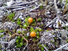 Pleurophascum occidentale