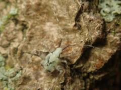 Phytocoris tiliae