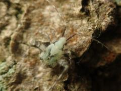 Phytocoris tiliae