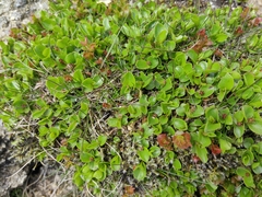 Salix herbacea