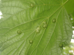 Didymomyia tiliacea