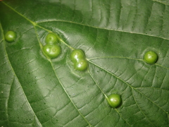 Didymomyia tiliacea
