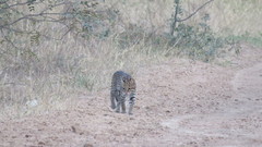 Leopardus pardalis mitis