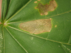 Phyllonorycter joannisi
