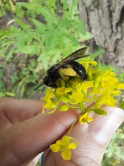 Anthophila
