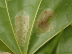 Phyllonorycter joannisi