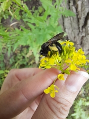 Anthophila