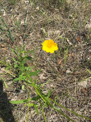 Coreopsis grandiflora