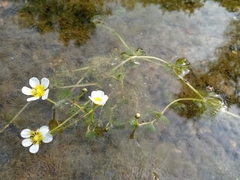 Ranunculus circinatus