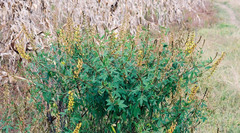 Crotalaria cleomifolia