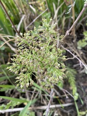 Lepidium chalepense