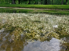Ranunculus circinatus