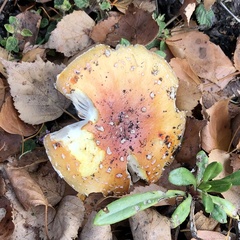 Amanita xanthocephala