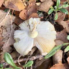 Amanita xanthocephala