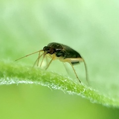 Phylus