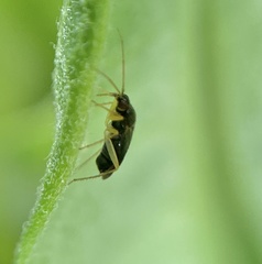 Phylus