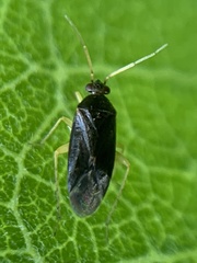 Phylus