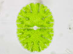 Micrasterias denticulata