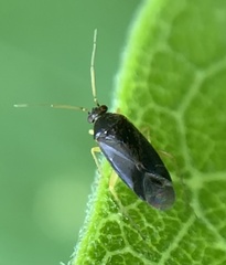 Phylus