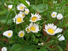 Bellis perennis
