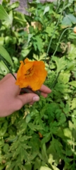 Papaver cambricum