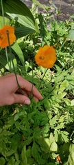 Papaver cambricum