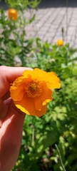 Papaver cambricum