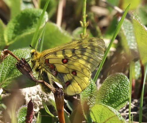 パルナシウス・エバースマニ・トル（オス、アラスカ産） Alaskan Parnassian (Subspecies Parnassius eversmanni thor