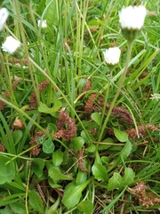 Bellis perennis