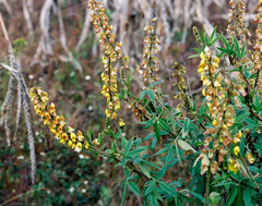 Crotalaria cleomifolia