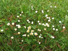 Bellis perennis