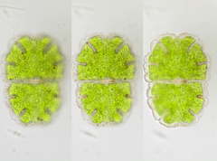 Micrasterias jenneri