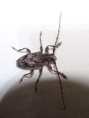 Aegomorphus modestus