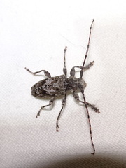 Aegomorphus modestus