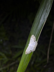 Scopula propinquaria