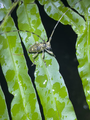 Acalolepta permutans