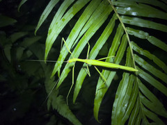 Huananphasma amicum