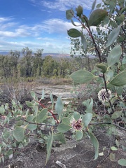 Hakea petiolaris