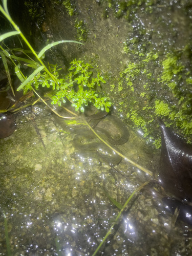 Anderson's Mountain Keelback