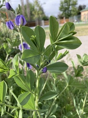 Baptisia