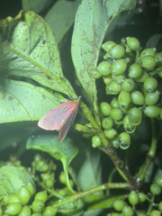 Arctioblepsis rubida