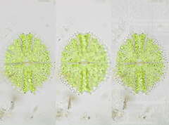 Micrasterias papillifera