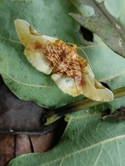 Pyrinioides sinuosus