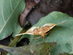 Pyrinioides sinuosus