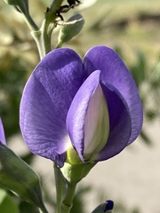 Baptisia